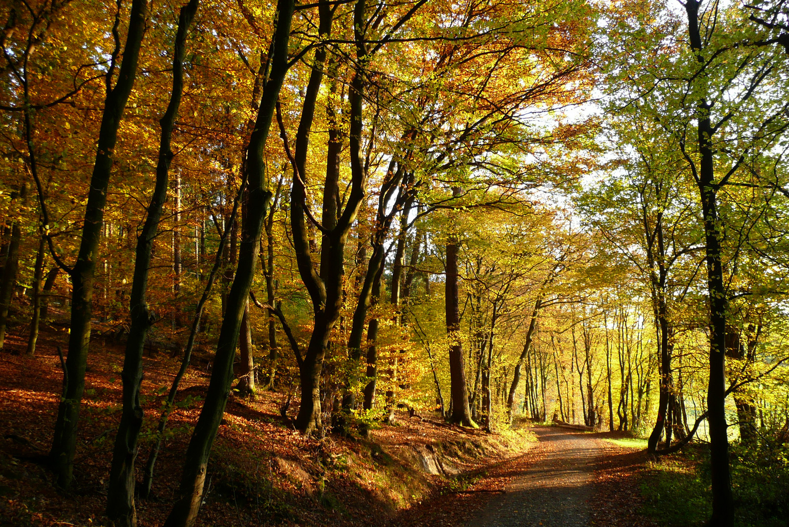 Waldweg im Herbst