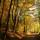 Waldweg im Herbst