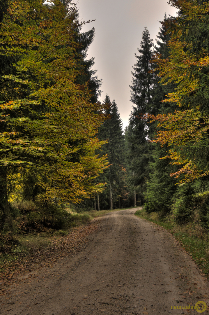 Waldweg im Herbst