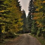 Waldweg im Herbst