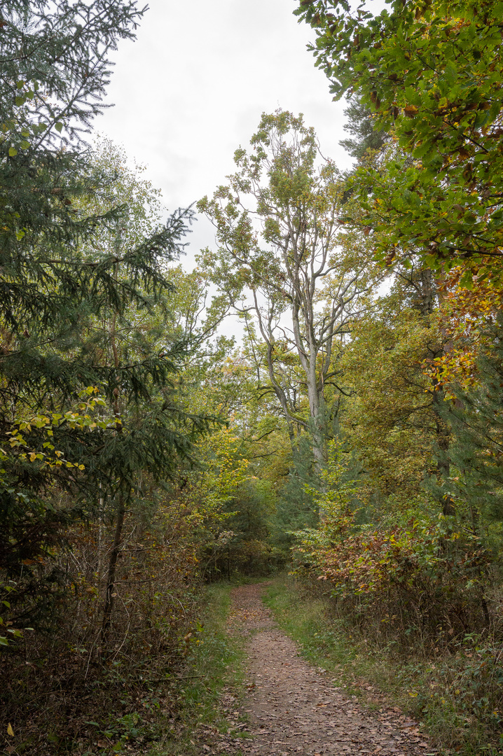 Waldweg im Herbst