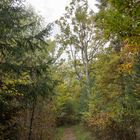 Waldweg im Herbst