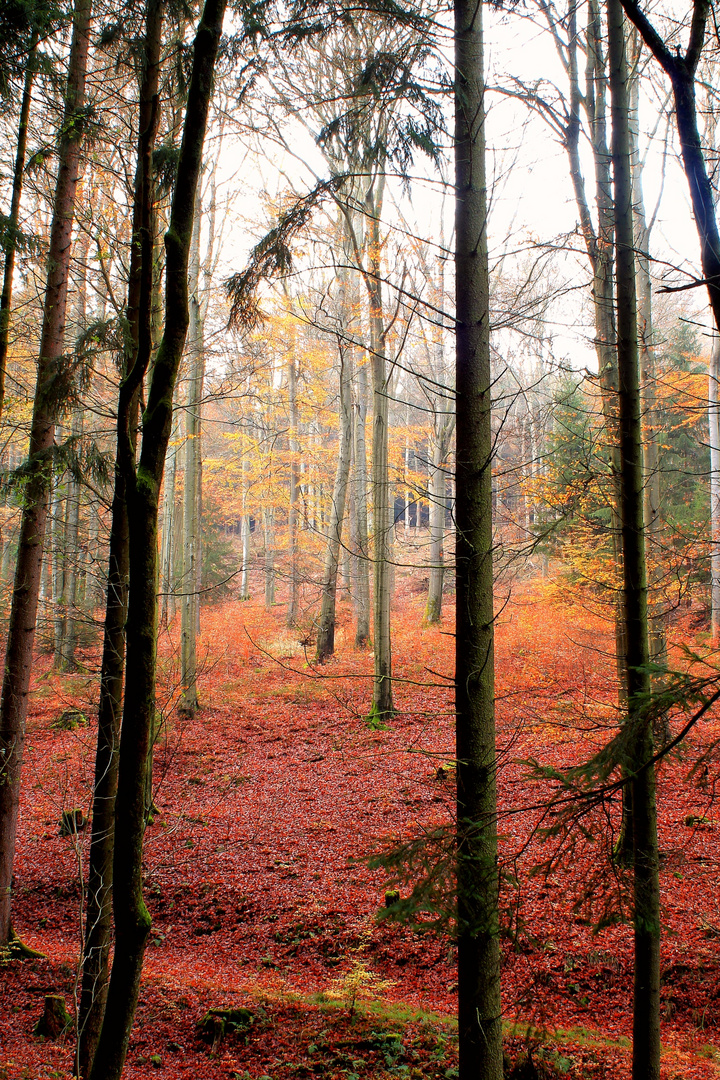 Waldweg im Herbst 