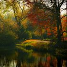 Waldweg im Herbst