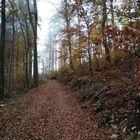 Waldweg im Herbst