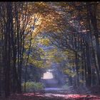 Waldweg im Herbst.