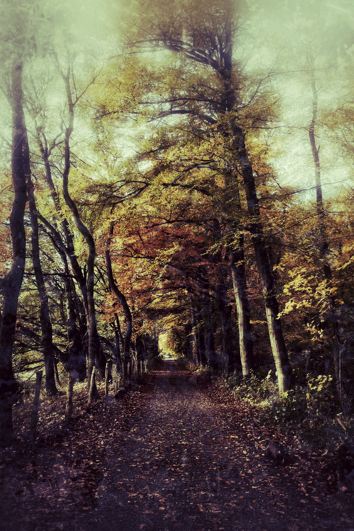 Waldweg im Herbst