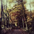 Waldweg im Herbst