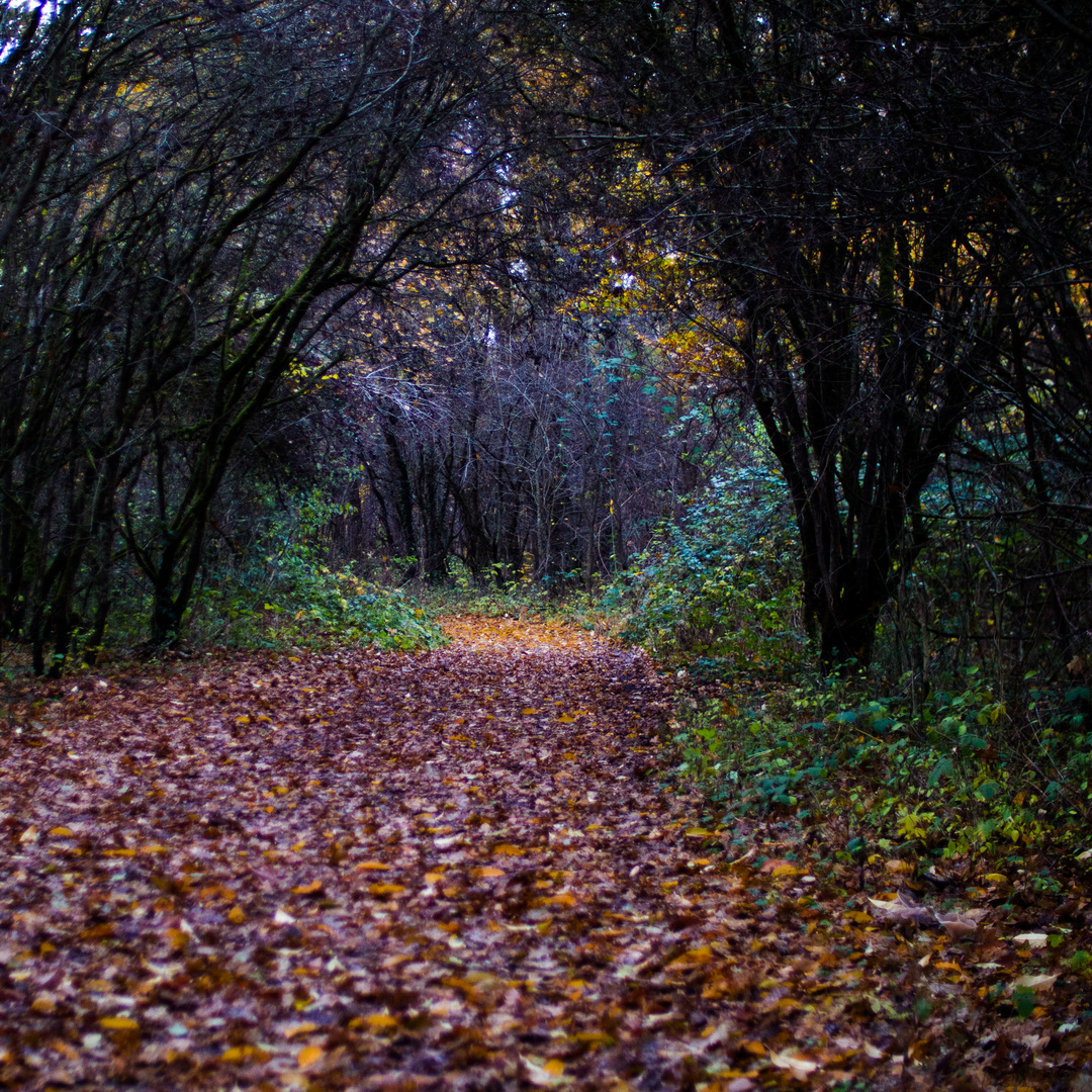 Waldweg im Herbst