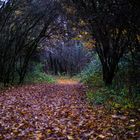 Waldweg im Herbst