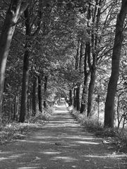 Waldweg im Herbst