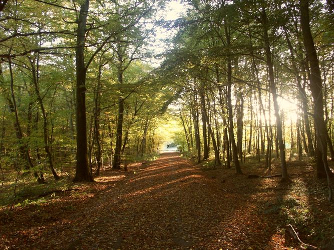 Waldweg im Herbst bei Sonnenuntergang