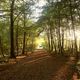 Waldweg im Herbst bei Sonnenuntergang