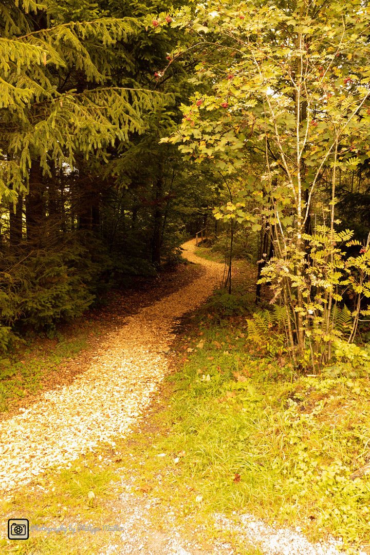 Waldweg im Herbst