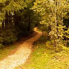 Waldweg im Herbst