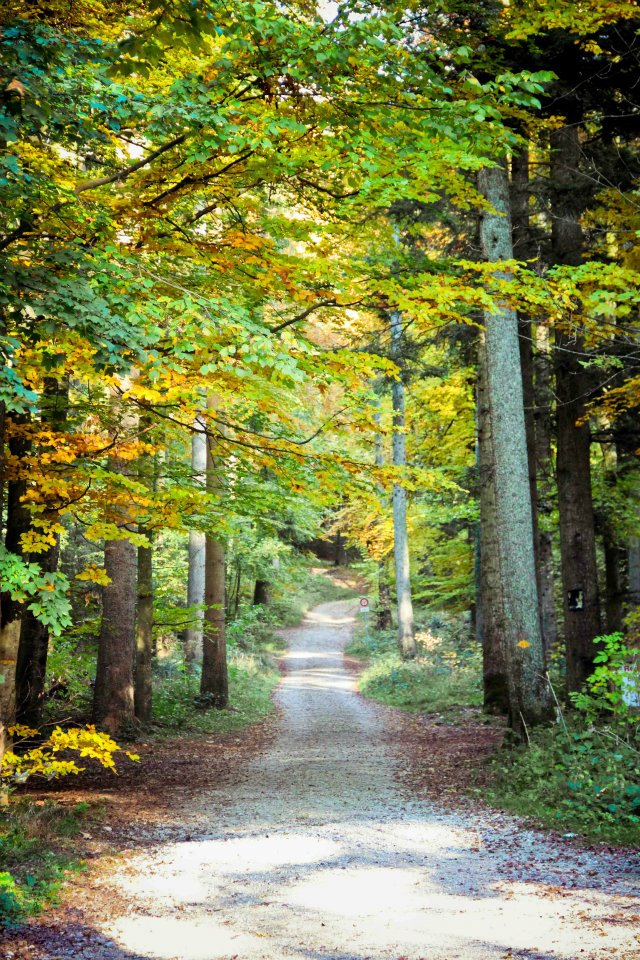 Waldweg im Herbst