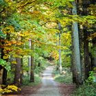 Waldweg im Herbst