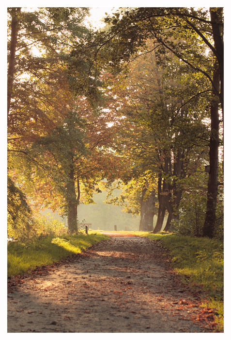 Waldweg im Herbst