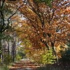 Waldweg im Herbst