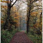 Waldweg im Herbst