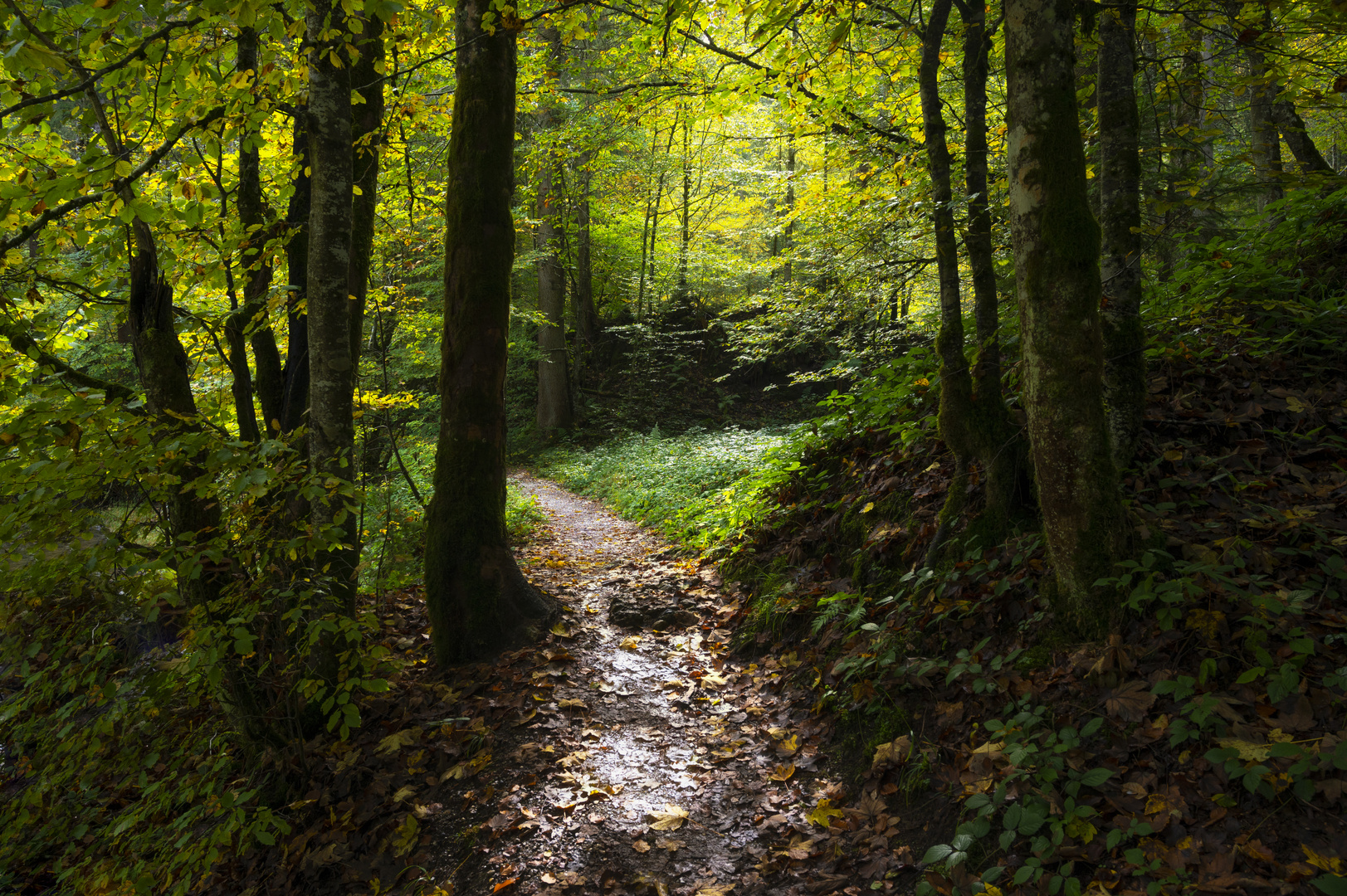 Waldweg im Herbst