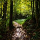 Waldweg im Herbst