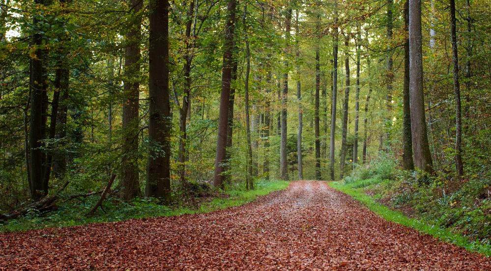 Waldweg im Herbst