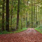 Waldweg im Herbst