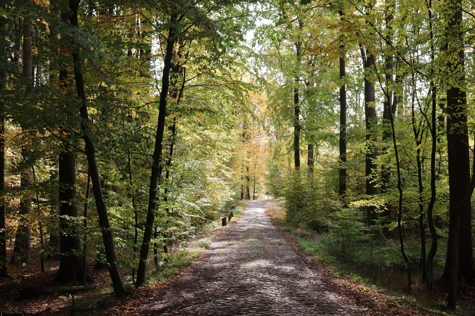 Waldweg im Herbst