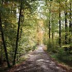 Waldweg im Herbst