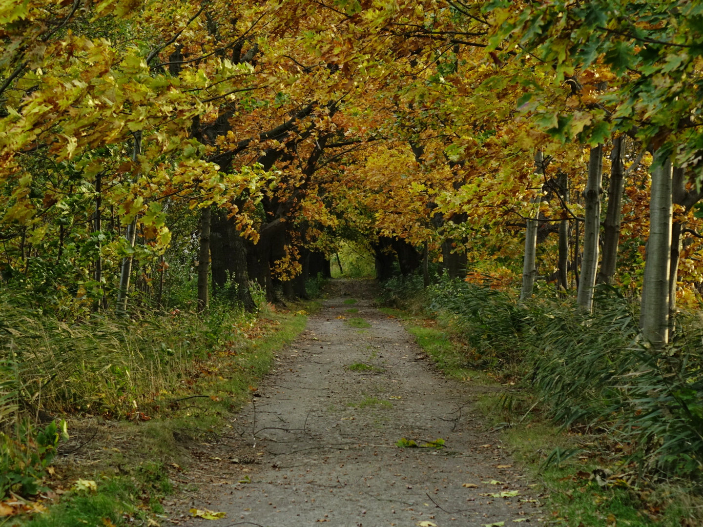 Waldweg im Herbst