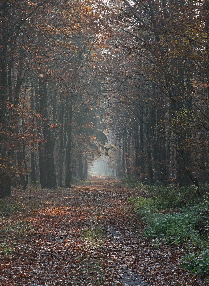 Waldweg im Herbst