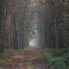 Waldweg im Herbst