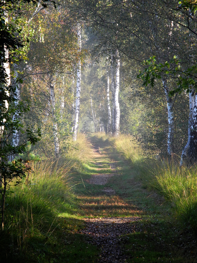 Waldweg im Herbst