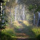 Waldweg im Herbst