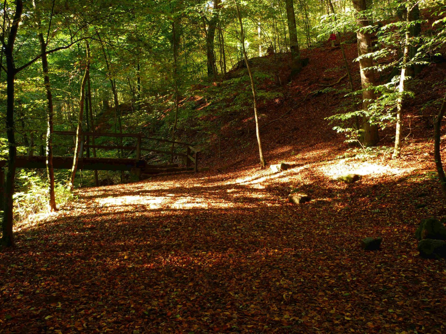 Waldweg im Herbst