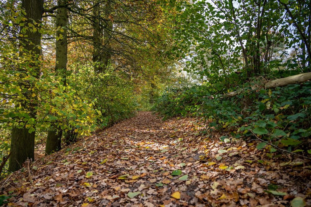 Waldweg im Herbst