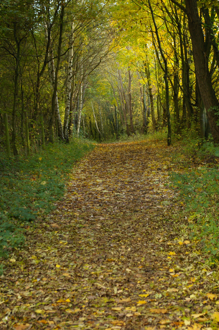 Waldweg im Herbst