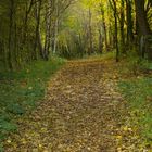 Waldweg im Herbst