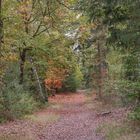 Waldweg im Herbst II