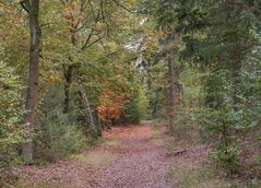 Waldweg im Herbst II