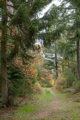 Waldweg im Herbst III