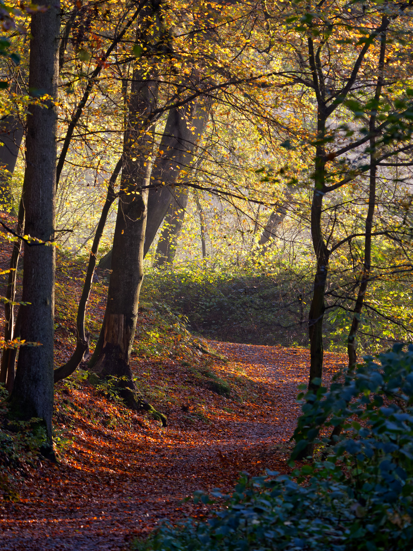 Waldweg im Herbstlicht