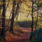 Waldweg im Herbstlicht