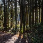 Waldweg im Herbstlicht