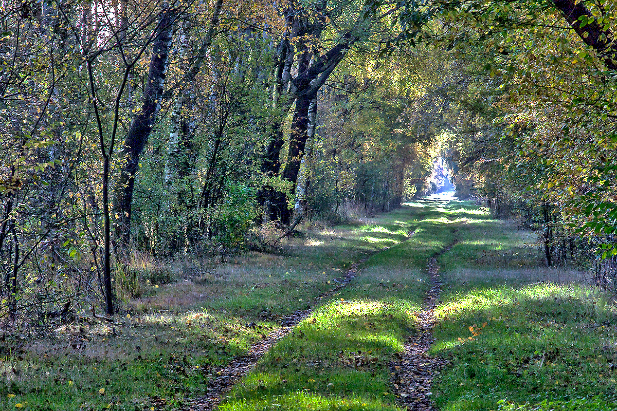 Waldweg im Herbstmoor