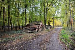 Waldweg im Herbstregen