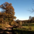 Waldweg im Hetzinger Wald