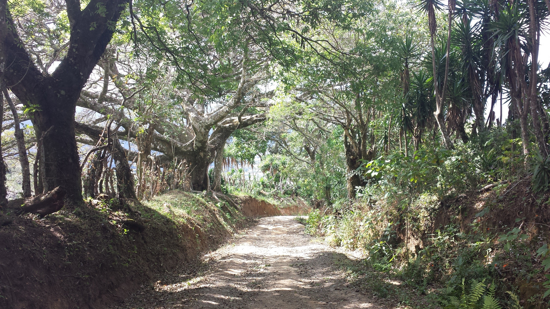 Waldweg im Hochland Costa Ricas