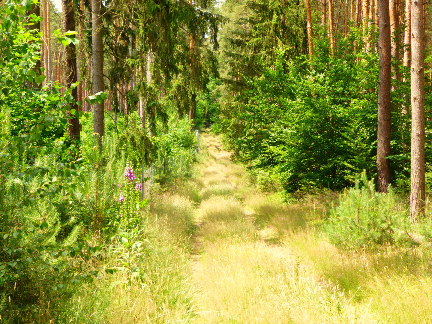 Waldweg im Hohen Fläming